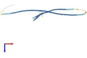 AlphaFold protein structure predicition of Mouse Recombinant Gas8 Protein, UniprotID Q60779