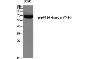 Western Blot (WB) analysis of LOVO using p-p70 S6 kinase alpha (T444) antibody. (RPS6KB1 anticorps  (pThr444))