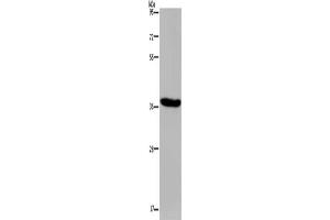 Gel: 8 % SDS-PAGE, Lysate: 40 μg, Lane: LO2 cells, Primary antibody: ABIN7129963(KCNK17 Antibody) at dilution 1/300, Secondary antibody: Goat anti rabbit IgG at 1/8000 dilution, Exposure time: 10 seconds (KCNK17 anticorps)