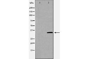 Western blot analysis of Mouse liver tissue lysates, using GAS2 Antibody. (GAS2 anticorps  (C-Term))