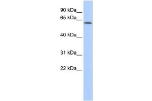 Western Blotting (WB) image for anti-Potassium Voltage-Gated Channel, Subfamily G, Member 4 (Kcng4) antibody (ABIN2458151) (KCNG4 anticorps)