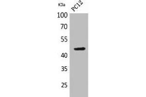 Western Blot analysis of PC-12 cells using NKp44 Polyclonal Antibody. (NKp44/NCR2 anticorps  (Internal Region))