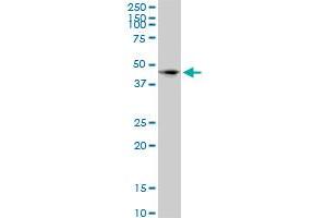 SIRPA monoclonal antibody (M10), clone 4C7.