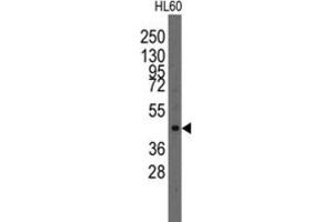 Western Blotting (WB) image for anti-LIM Homeobox Transcription Factor 1, alpha (LMX1A) antibody (ABIN2997858) (LMX1A anticorps)