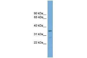WB Suggested Anti-Foxi2 Antibody Titration:  0.