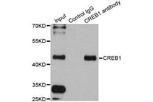 Immunoprecipitation analysis of 200ug extracts of 293T cells using 1ug CREB1 antibody. (CREB1 anticorps)