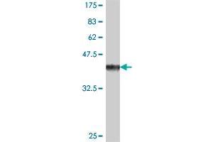 Western Blot detection against Immunogen (37.