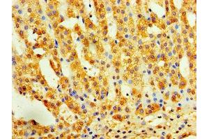 Immunohistochemistry of paraffin-embedded human adrenal gland tissue using ABIN7156235 at dilution of 1:100