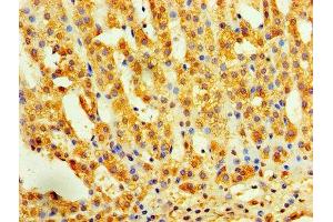 Immunohistochemistry of paraffin-embedded human adrenal gland tissue using ABIN7156235 at dilution of 1:100 (INHBA anticorps  (AA 311-426))