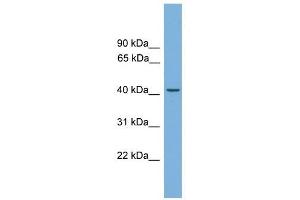 LRG1 antibody used at 1 ug/ml to detect target protein.