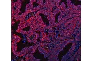 IF analysis of FADS1 using anti-FADS1 antibody (ABIN7599175).