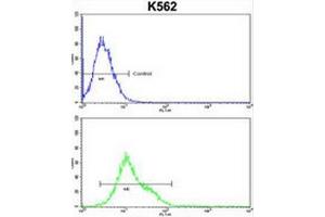 CROT Antibody (N-term) flow cytometric analysis of k562 cells (bottom histogram) compared to a negative control cell (top histogram). (CROT anticorps  (N-Term))