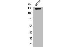 Western Blot analysis of AD293 cells using Arg Polyclonal Antibody. (ABL2 anticorps  (Internal Region))