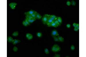 Immunofluorescence staining of HepG2 cells with ABIN7173411 at 1:133, counter-stained with DAPI.