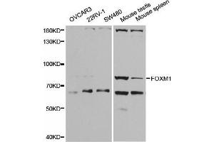 Western blot analysis of extracts of various cell lines, using FOXM1 antibody. (FOXM1 anticorps  (AA 1-350))