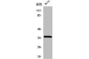 Western Blot analysis of HeLa cells using ELOVL4 Polyclonal Antibody (ELOVL4 anticorps  (Internal Region))