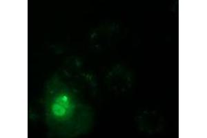 Anti-PPWD1 mouse monoclonal antibody (ABIN2453498) immunofluorescent staining of COS7 cells transiently transfected by pCMV6-ENTRY PPWD1 (RC204570). (PPWD1 anticorps)