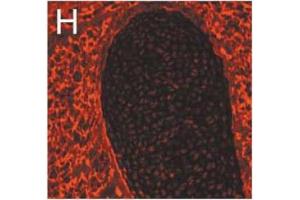 Immunofluorescence image of Nidogen 1 staining in cryosection of mouse cartilage and surrounding tissue Salmivirta K et al. (Nidogen 1 anticorps)