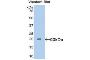 Western Blotting (WB) image for anti-Interleukin 18 (IL18) (AA 37-193) antibody (ABIN1078229) (IL-18 anticorps  (AA 37-193))