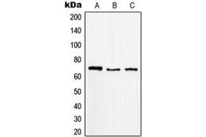 Western blot analysis of MGCRACGAP expression in Raji (A), K562 (B), A431 (C) whole cell lysates.