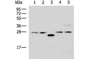 Western blot analysis of 293T cell lysates using PSMA6 Polyclonal Antibody at dilution of 1:1000 (PSMA6 anticorps)