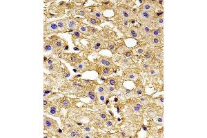 Immunohistochemical analysis of paraffin-embedded H.