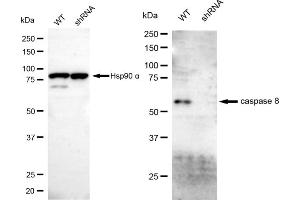 Western blotting analysis using caspase 8 antibody (ABIN7797906).