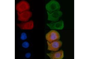 ABIN6259590 and ABIN6275930 staining Hela cells by IF/ICC. (BUD31 anticorps  (N-Term))