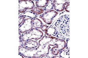 HNF4A Antibody (Center) ((ABIN389269 and ABIN2839402))immunohistochemistry analysis in formalin fixed and paraffin embedded human kidney tissue followed by peroxidase conjugation of the secondary antibody and DAB staining. (HNF4A anticorps  (AA 281-312))