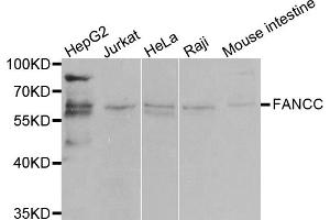 Western blot analysis of extracts of various cell lines, using FANCC antibody. (FANCC anticorps)