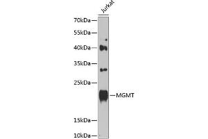 Western blot analysis of extracts of Jurkat cells, using MGMT antibody (ABIN1680826, ABIN3015024, ABIN3015025 and ABIN6213597) at 1:1000 dilution. (MGMT anticorps  (AA 1-207))