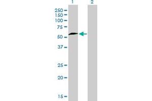 Immunohistochemistry (IHC) image for anti-Nuclear Respiratory Factor 1 (NRF1) (AA 201-286) antibody (ABIN6741525) (NRF1 anticorps  (AA 201-286))