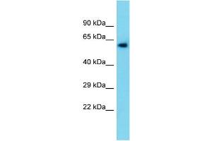Host:  Rabbit  Target Name:  Tymp  Sample Type:  Rat Liver lysates  Antibody Dilution:  1. (Thymidine Phosphorylase anticorps  (N-Term))