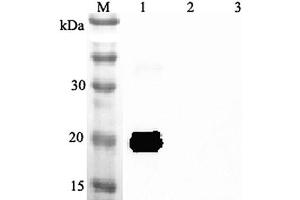 Western blot analysis using anti-IL-33 (mouse), pAb  at 1:2'000 dilution. (IL-33 anticorps)
