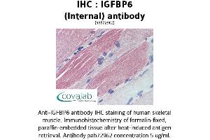 Image no. 1 for anti-Insulin-Like Growth Factor Binding Protein 6 (IGFBP6) (Internal Region) antibody (ABIN1735788) (IGFBP6 anticorps  (Internal Region))