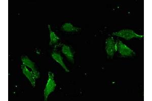 Immunofluorescent analysis of Hela cells using ABIN7166683 at dilution of 1:100 and Alexa Fluor 488-congugated AffiniPure Goat Anti-Rabbit IgG(H+L)