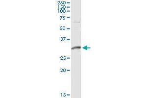 Immunoprecipitation of DNALI1 transfected lysate using anti-DNALI1 monoclonal antibody and Protein A Magnetic Bead , and immunoblotted with DNALI1 MaxPab rabbit polyclonal antibody.