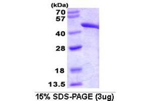 SDS-PAGE (SDS) image for Fumarate Hydratase (FH) (AA 44-510) protein (ABIN666730) (FH Protein (AA 44-510))