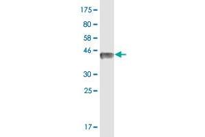 Western Blot detection against Immunogen (36.