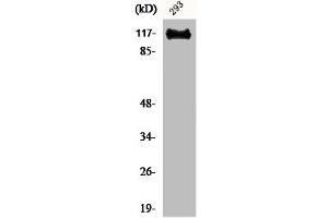 Western Blot analysis of 293 cells using BM28 Polyclonal Antibody