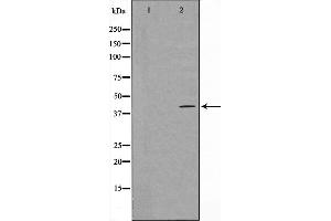 Western blot analysis on HeLa cell lysate using 5-HT-5A Antibody,The lane on the left is treated with the antigen-specific peptide.
