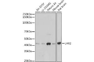Western blot analysis of extracts of various cell lines, using LHX2 antibody (ABIN7268261) at 1:1000 dilution. (LHX2 anticorps)