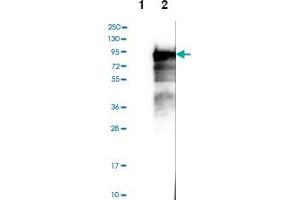 Western blot analysis of Lane 1: Negative control (vector only transfected HEK293T lysate), Lane 2: Over-expression lysate (Co-expressed with a C-terminal myc-DDK tag (~3. (BEGAIN anticorps)