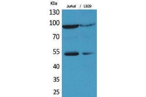 Western Blotting (WB) image for anti-Endothelial PAS Domain Protein 1 (EPAS1) (Ser343) antibody (ABIN3178355) (EPAS1 anticorps  (Ser343))