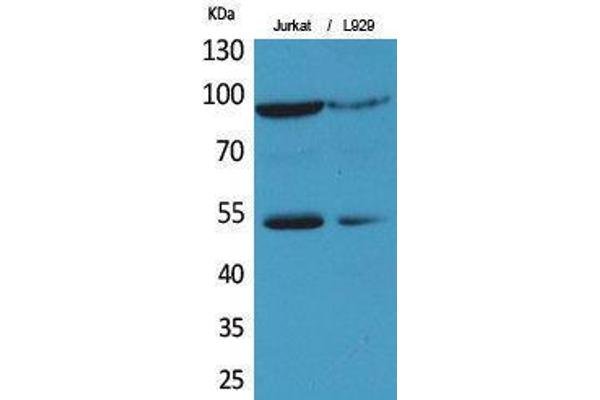 EPAS1 antibody  (Ser343)