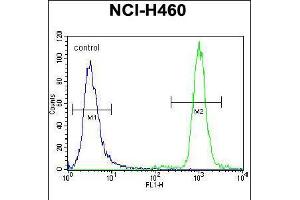 Flow cytometric analysis of NCI-H460 cells (right histogram) compared to a negative control cell (left histogram). (ZFP28 anticorps  (N-Term))