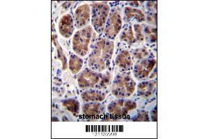 MAN2A2 Antibody immunohistochemistry analysis in formalin fixed and paraffin embedded human stomach tissue followed by peroxidase conjugation of the secondary antibody and DAB staining. (MAN2A2 anticorps  (AA 767-796))