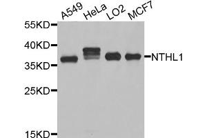 Western blot analysis of extracts of various cell lines, using NTHL1 antibody (ABIN5995463) at 1/1000 dilution. (Nth Endonuclease III-Like 1 (NTHL1) anticorps)