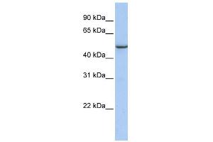 WB Suggested Anti-TMEM184A Antibody Titration: 0. (TMEM184A anticorps  (C-Term))