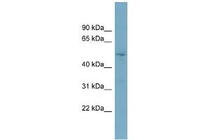 WB Suggested Anti-TOM1L2 Antibody Titration: 0. (TOM1L2 anticorps  (Middle Region))